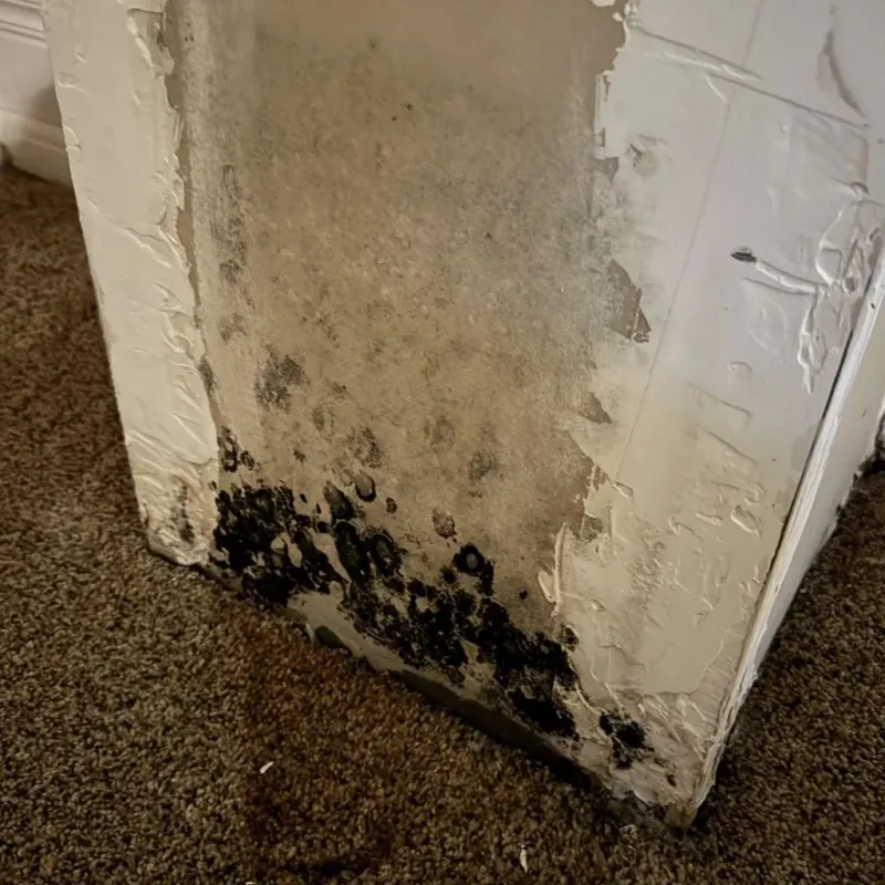 Professional Mold Removal in North Auburn, CA